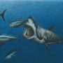 Fun facts about tuna: Uncanned and wild