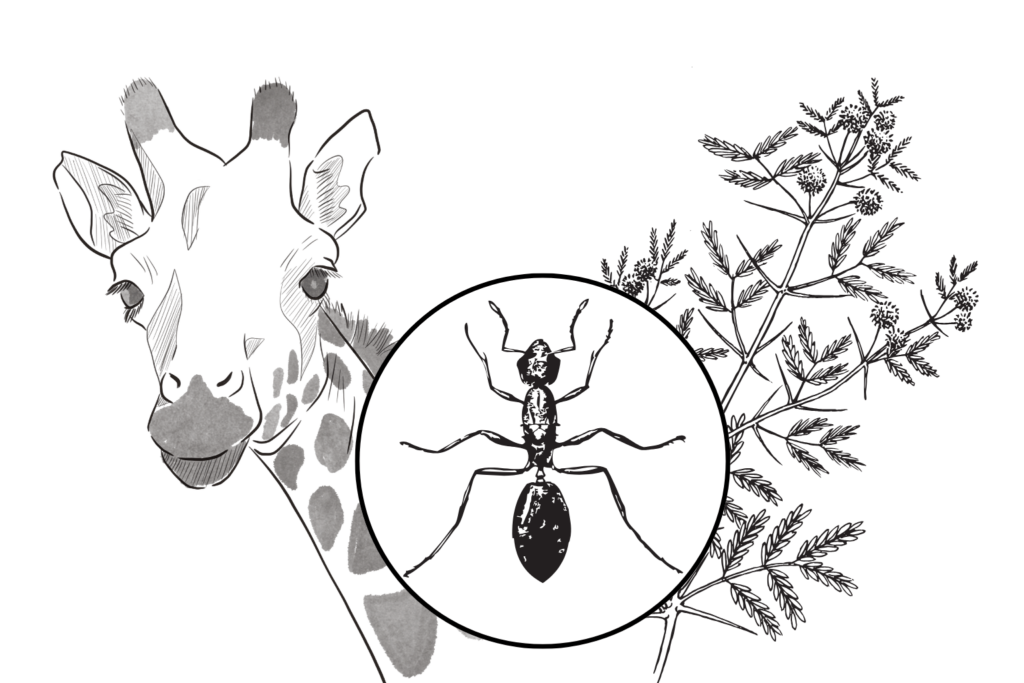 a giraffe, ant, acacia tree