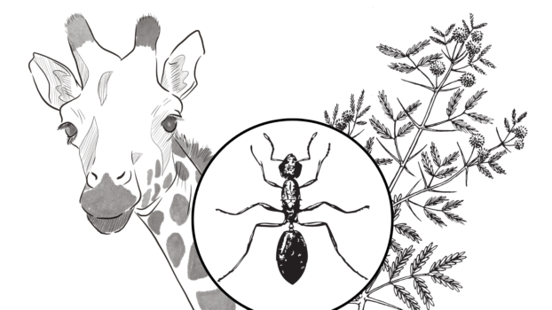a giraffe, ant, acacia tree