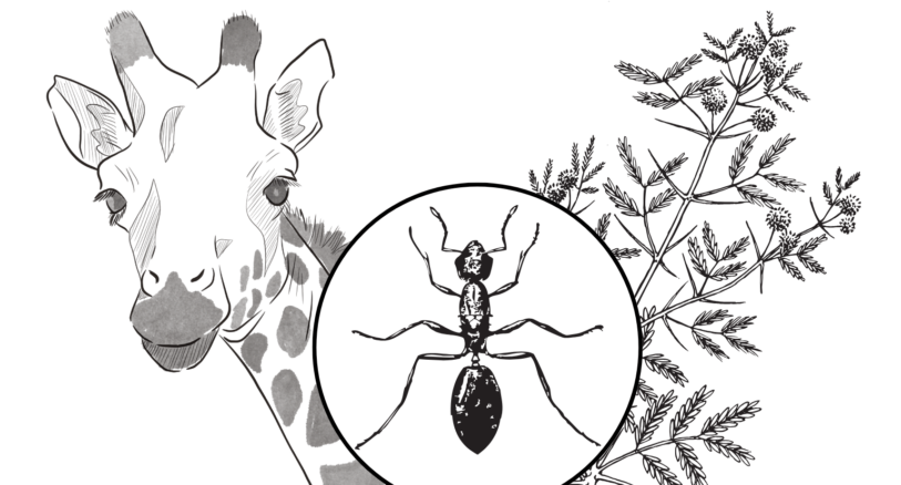 a giraffe, ant, acacia tree