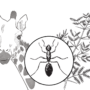 The wild battle between giraffes and acacia trees