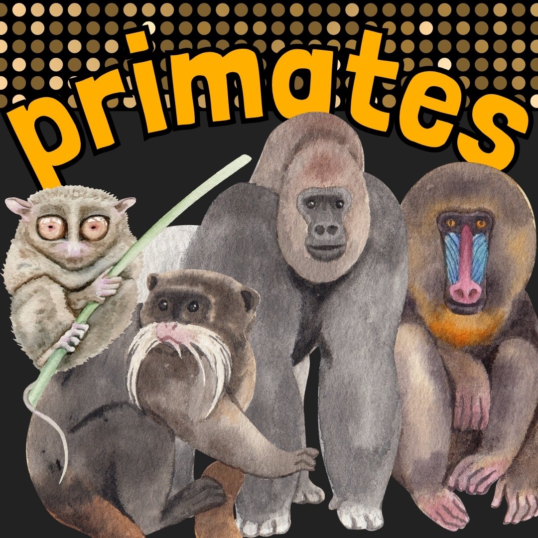 What do you have in common with a lemur and a chimpanzee? – Mongabay Kids
