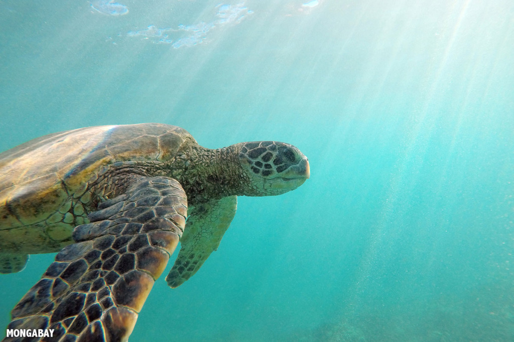 a green sea turtle