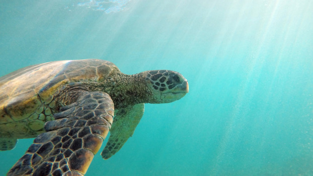 a green sea turtle