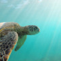 Microplastics in their nests could endanger sea turtles
