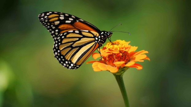 a monarch butterfly on a flower