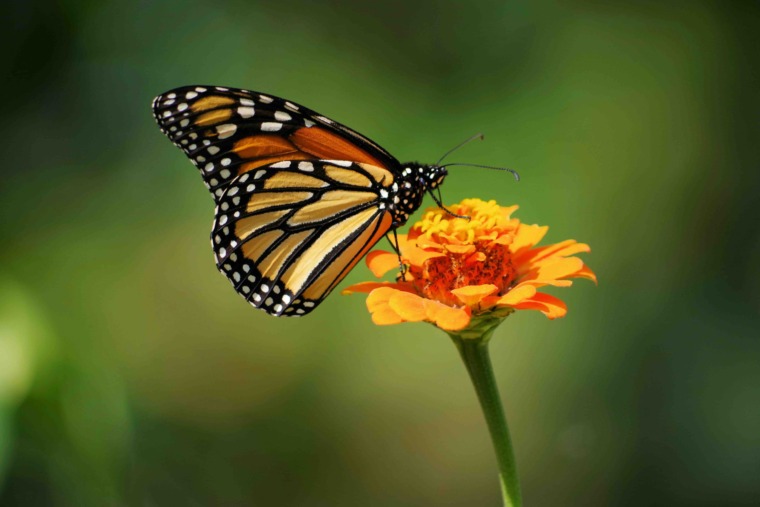 a monarch butterfly on a flower