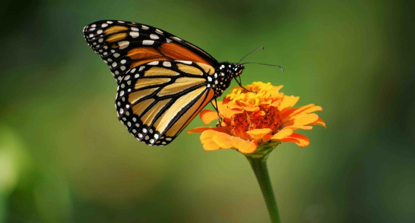 a monarch butterfly on a flower