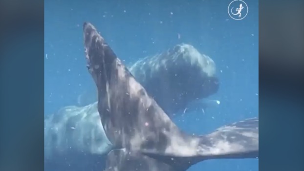 Sperm whales