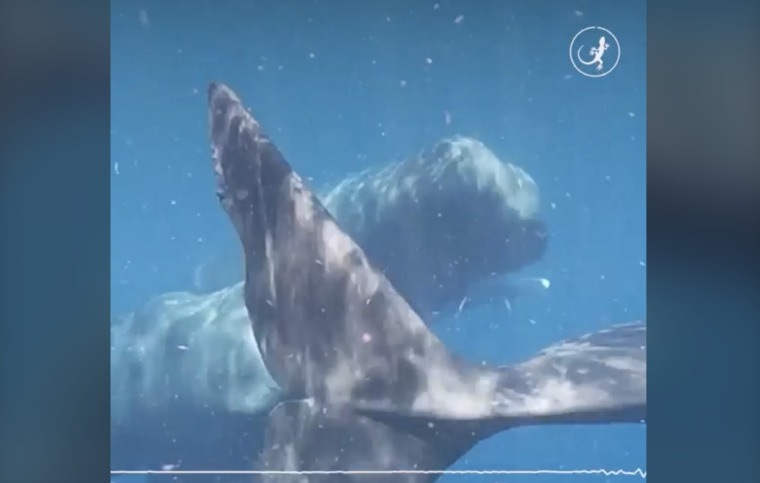 Sperm whales