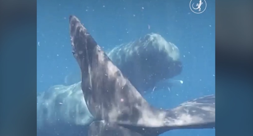 Sperm whales