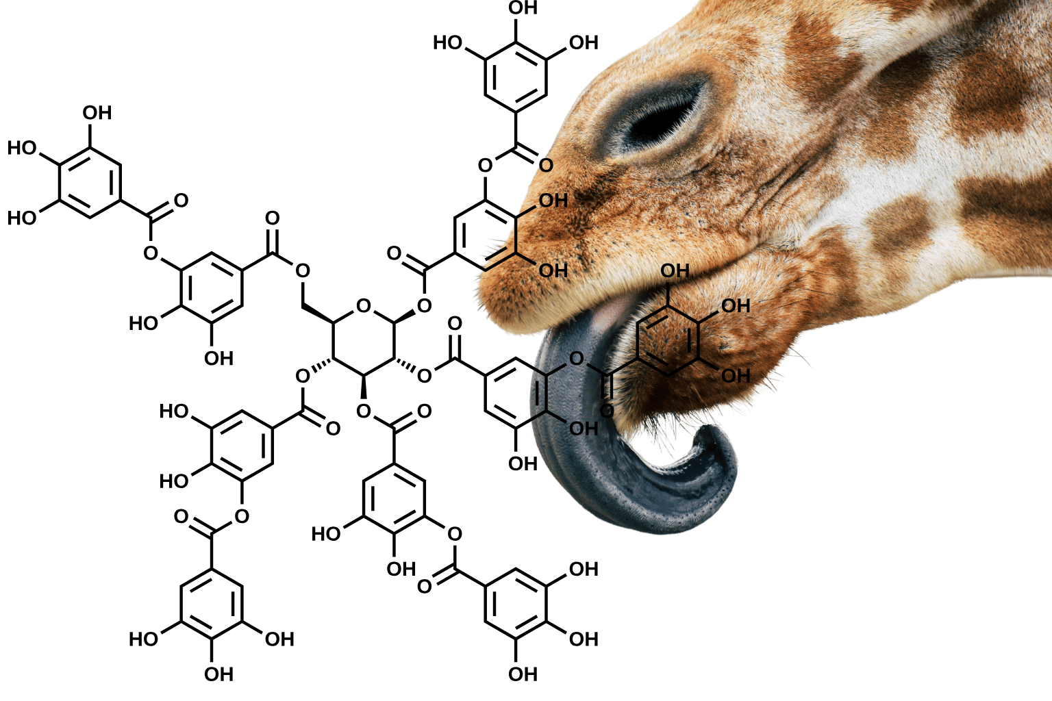 tannins are bitter and cause giraffes to stop eating from acacia trees