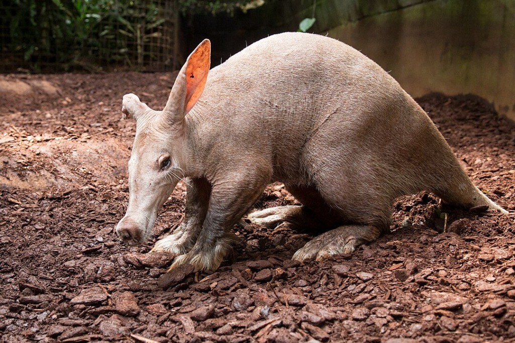 An aardvark