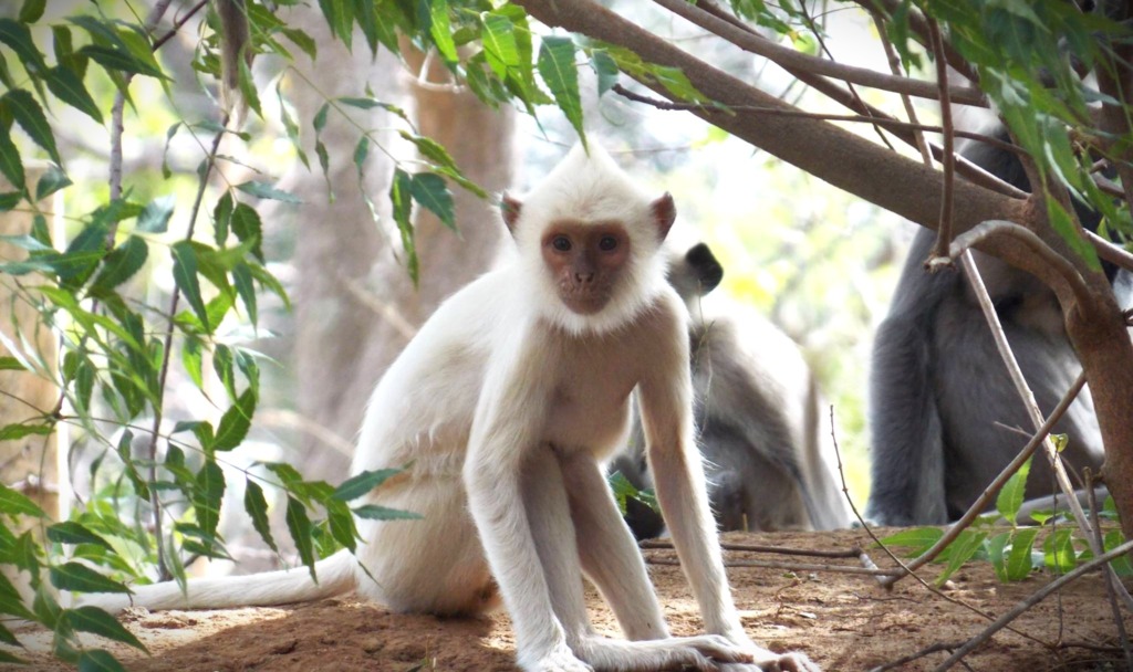 an albino grey langur