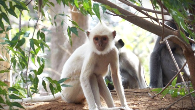 an albino grey langur