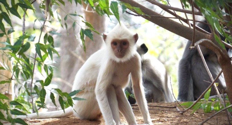 an albino grey langur