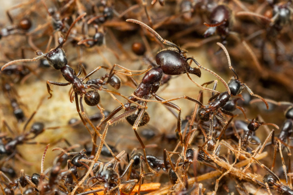 Army ants in Panama.