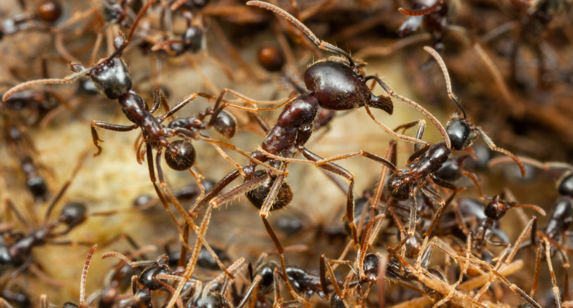 Army ants in Panama.