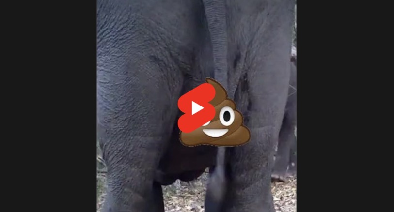 Asian elephants help forests grow