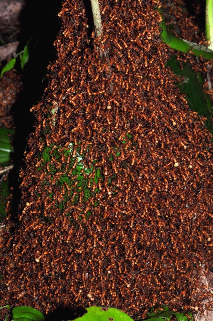 Army ant bivouac