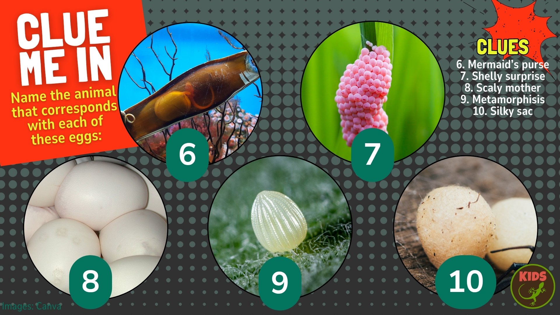 Clue me in puzzle about animal eggs
