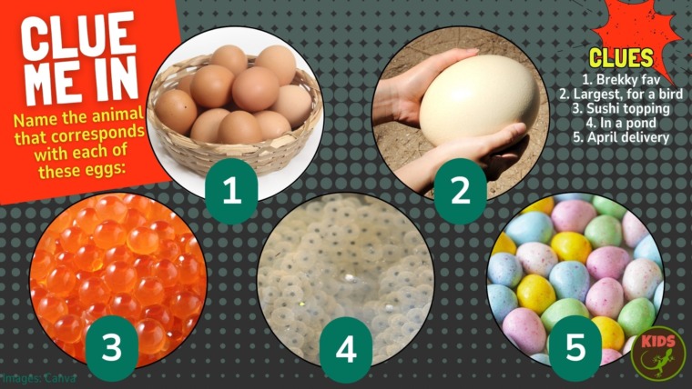 Clue me in puzzle about animal eggs