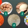 Clue me in: The animal egg mystery