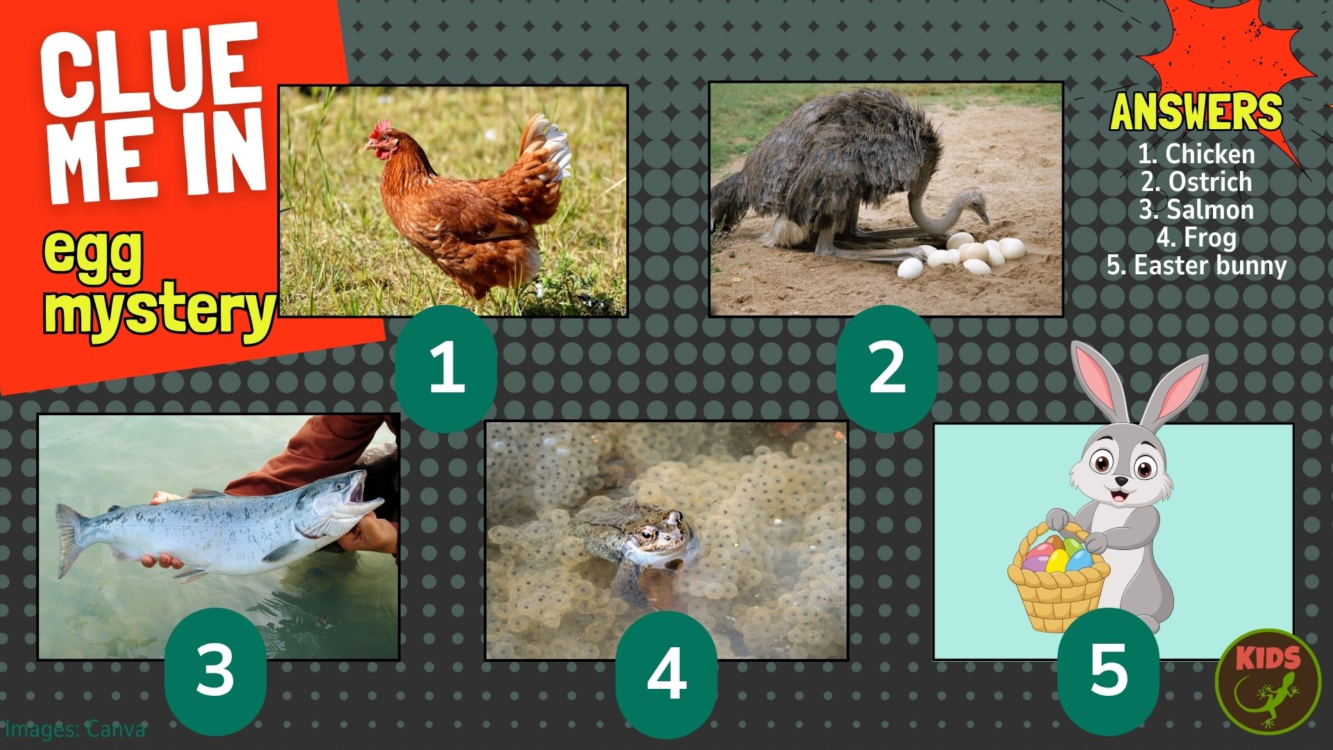 Clue me in puzzle about animal eggs