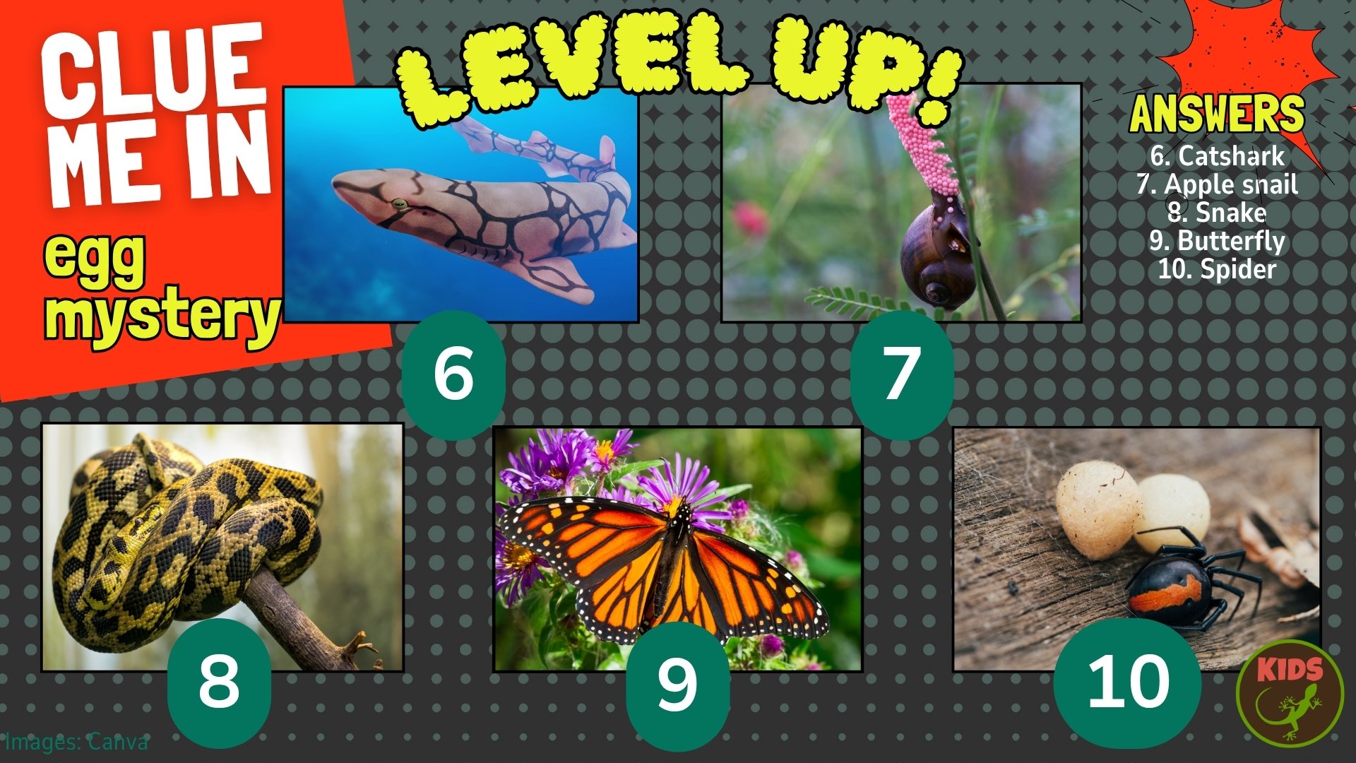Clue me in puzzle about animal eggs