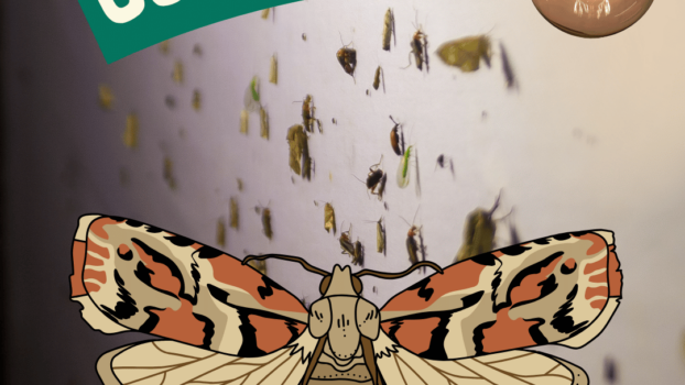 Get Outside! Go mothing