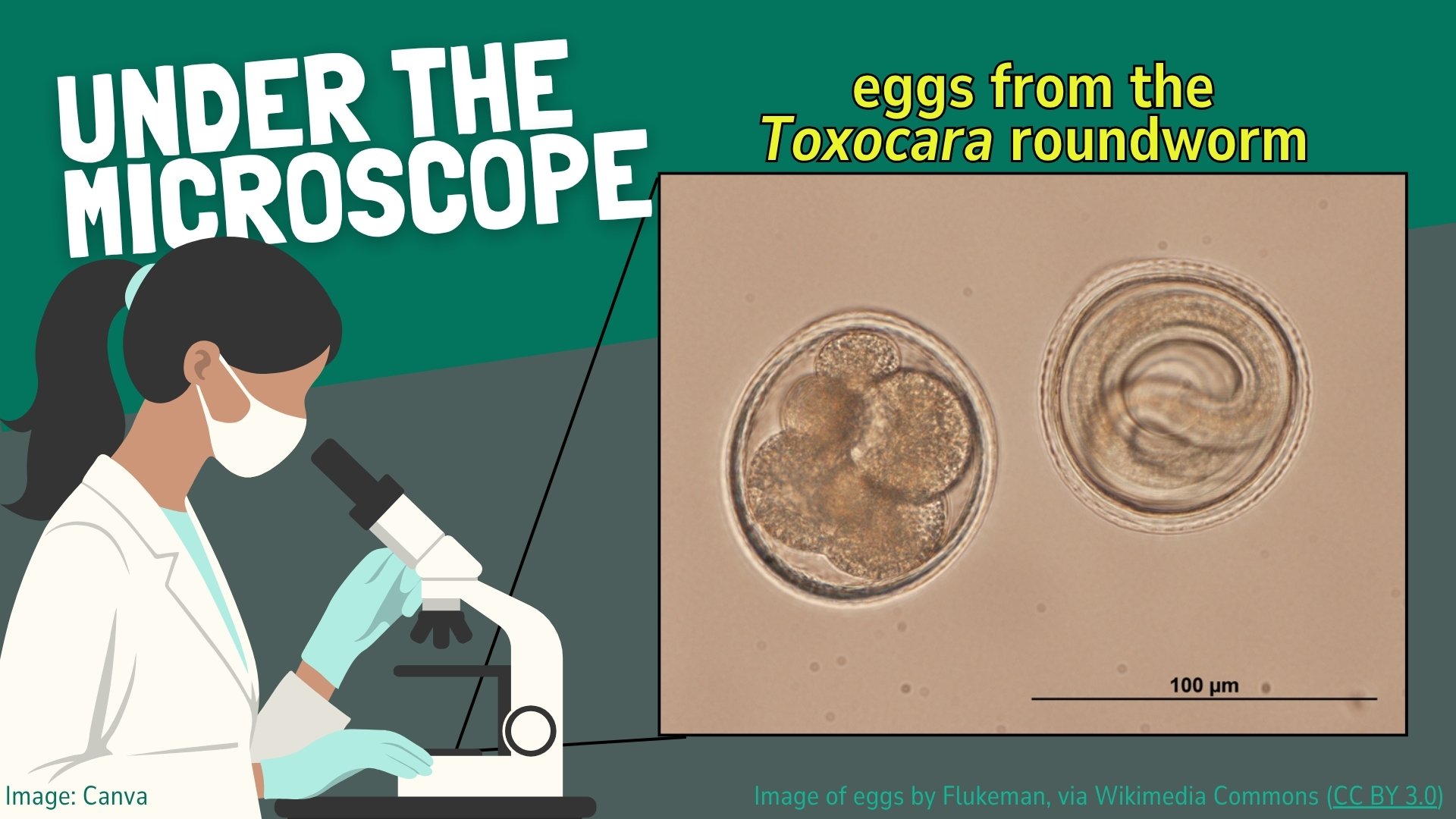 roundworm eggs under the microscope