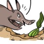 Aardvarks don’t just eat ants – they munch melons too