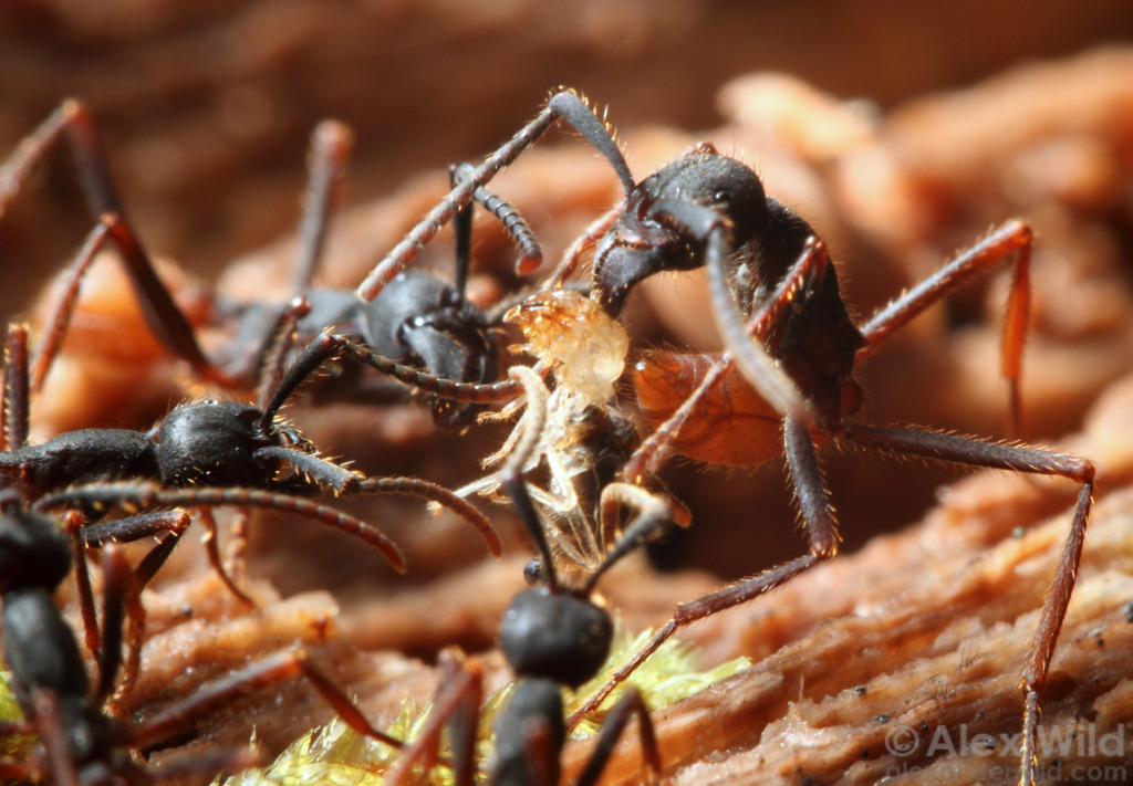 Eciton burchellii army ant workers pull a termite from a rotting log.