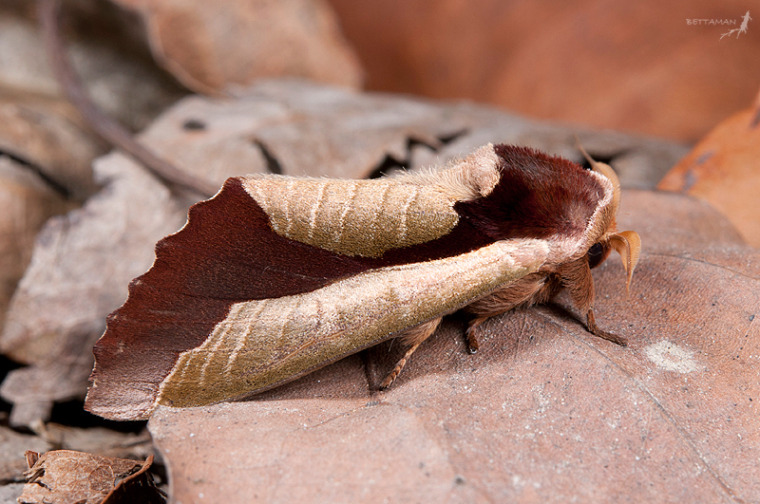 Uropyia meticulodina moth looks like a dead leaf