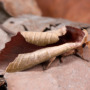 How moths use mimicry to avoid being eaten