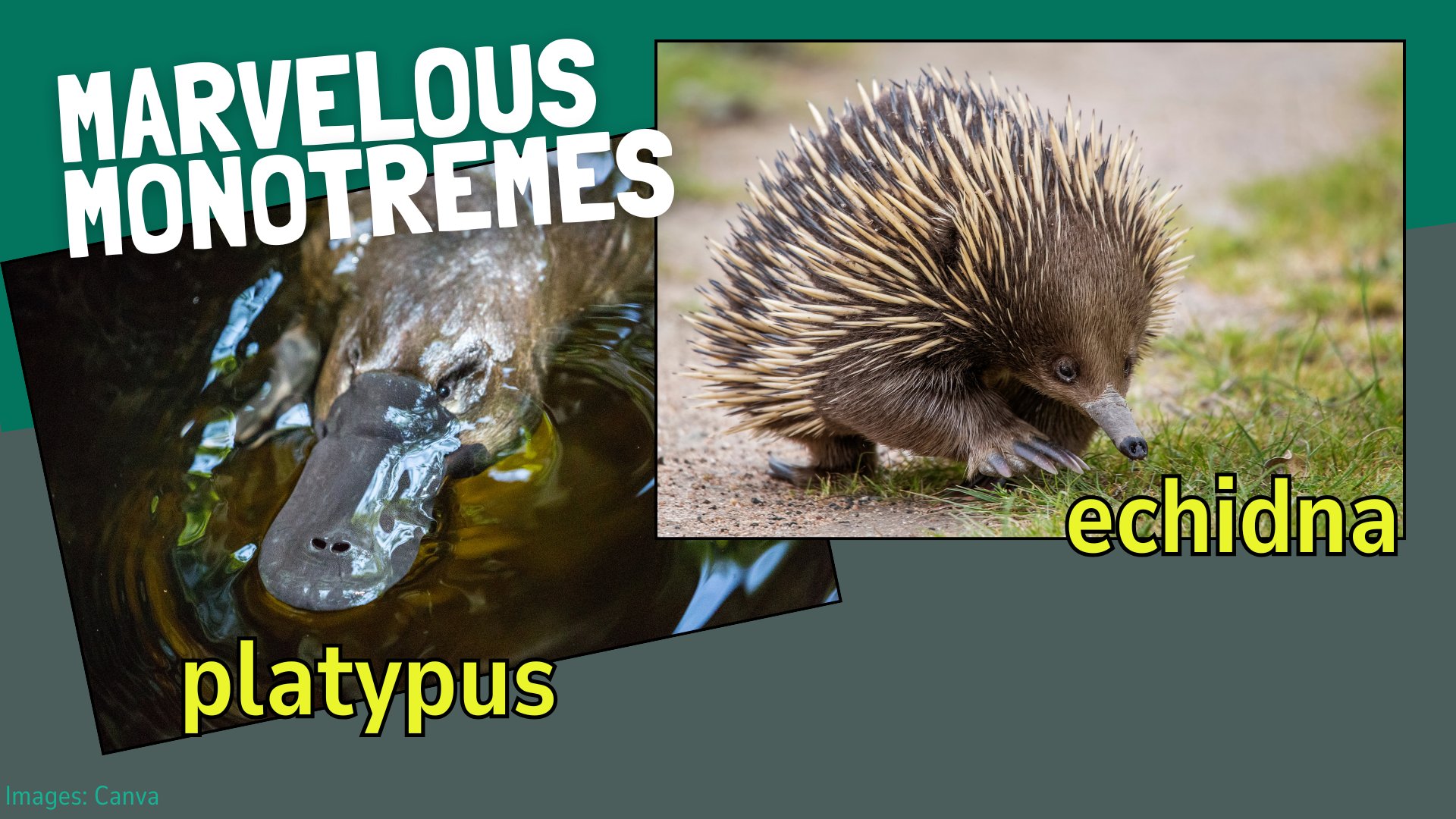 pictures of a platypus and an echnidna, 2 kinds of monotremes