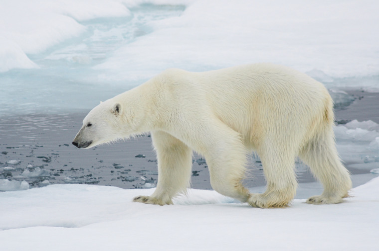 a polar bear