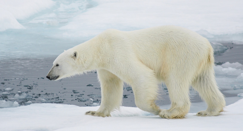 a polar bear