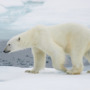 Fur tags make it easier to track polar bears