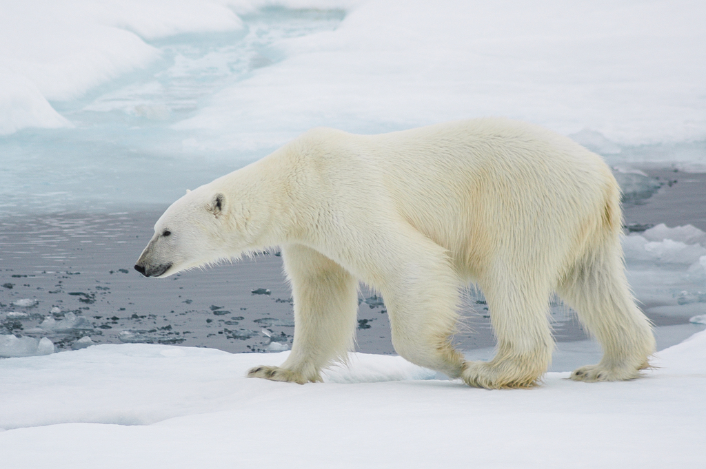 a polar bear