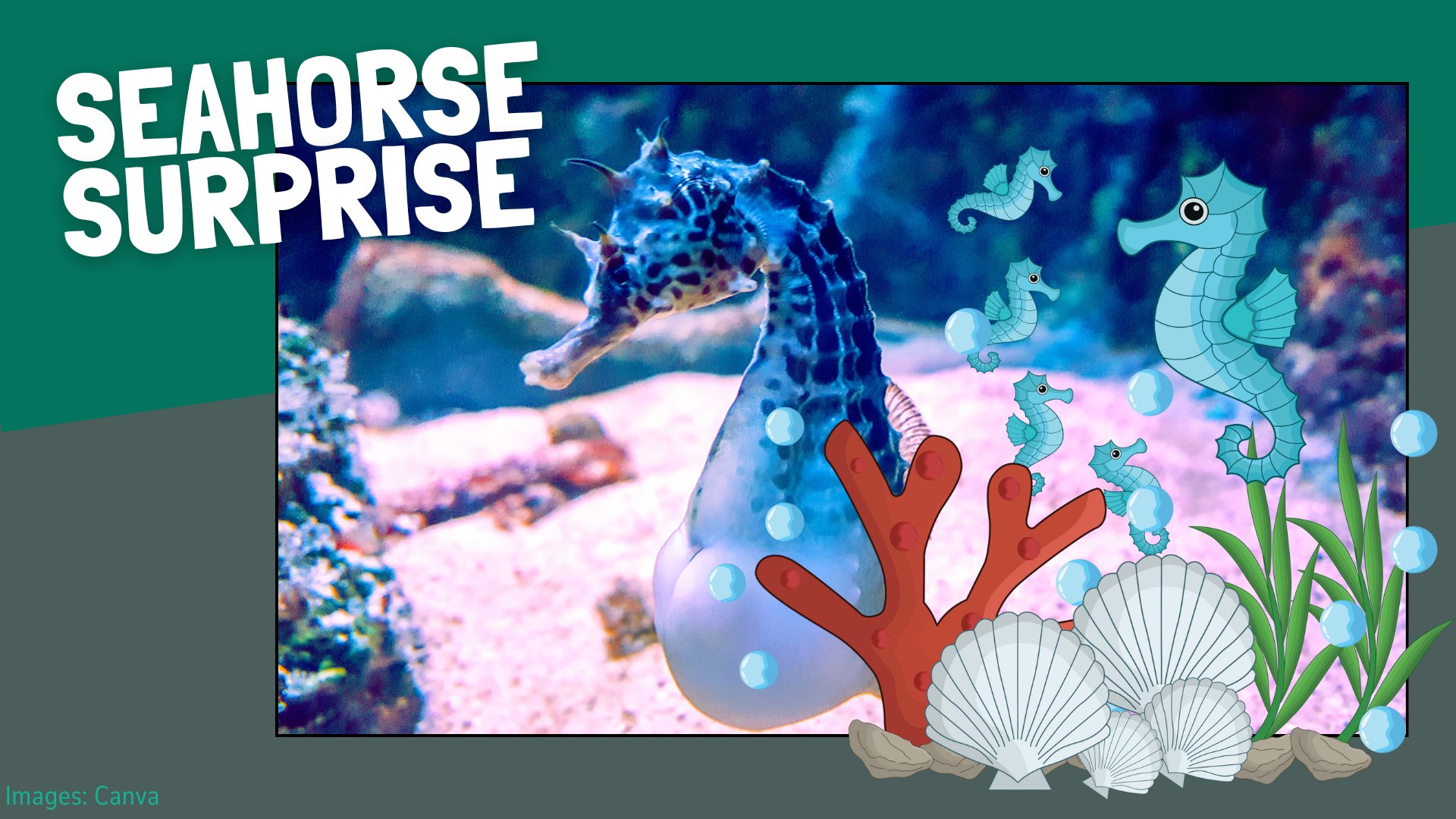 picture of a seahorse