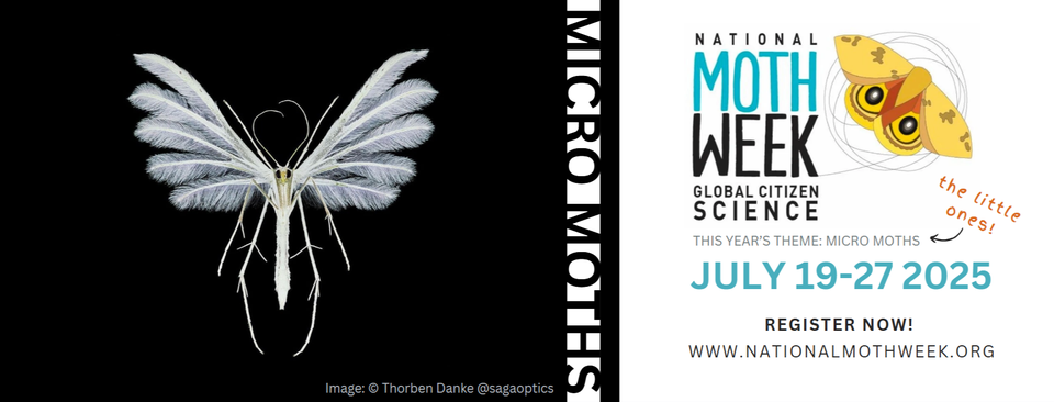 National Moth Week citizen science event is July 19-27