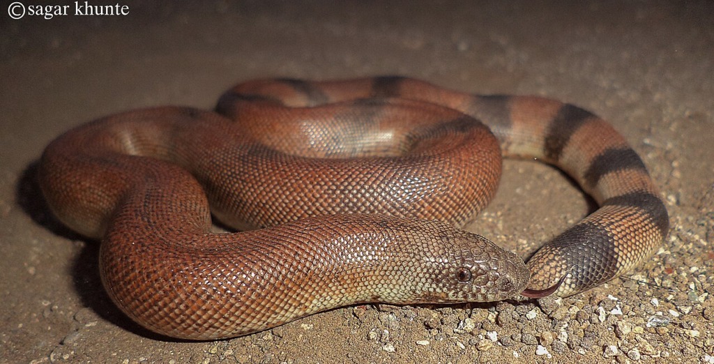 photograph of a snake called a red sand boa