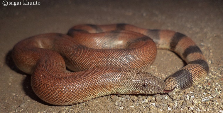 photograph of a snake called a red sand boa