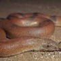 Superstitions threaten red sand boas in India