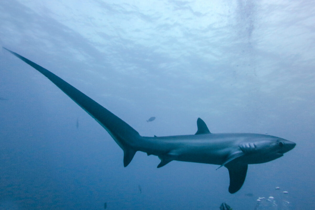 a thresher shark