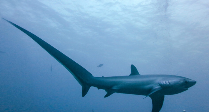 a thresher shark