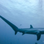Saving Indonesia’s whip-tailed thresher sharks