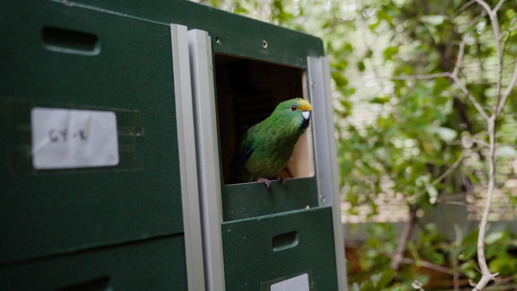 A kākāriki karaka parrot