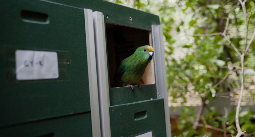 A kākāriki karaka parrot